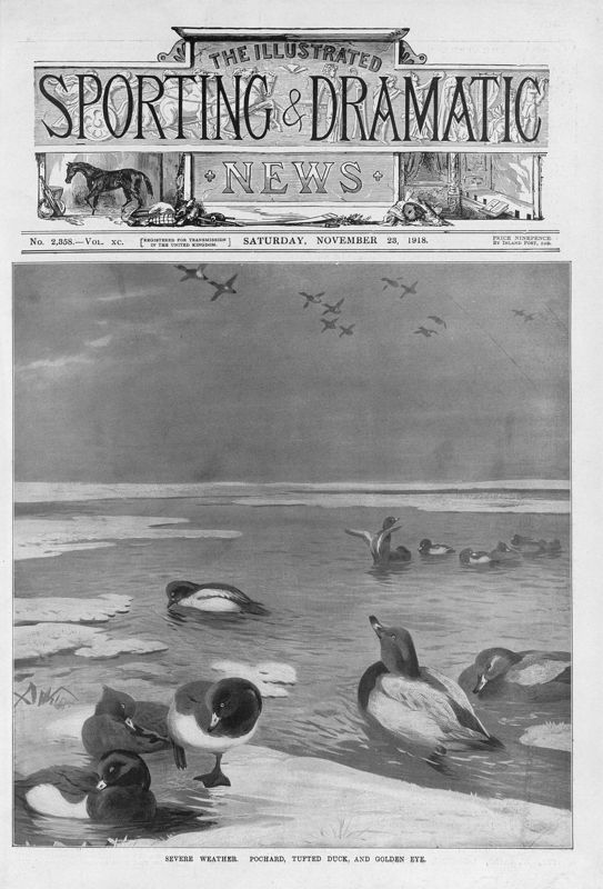 View document: 23rd November 1918.